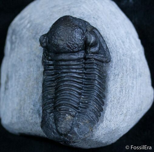 Very D Gerastos Trilobite From Morocco #2073